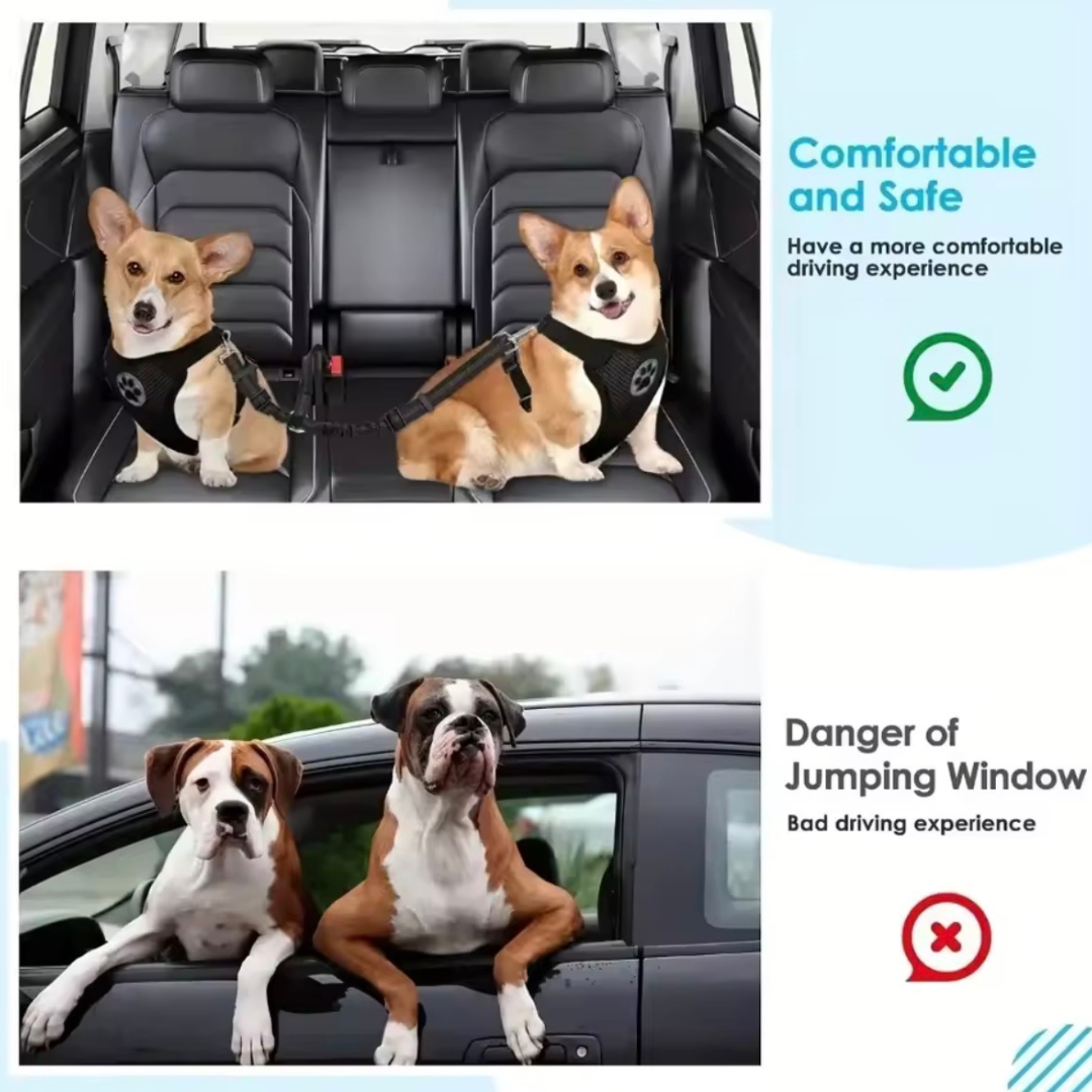 Double Safety Belt